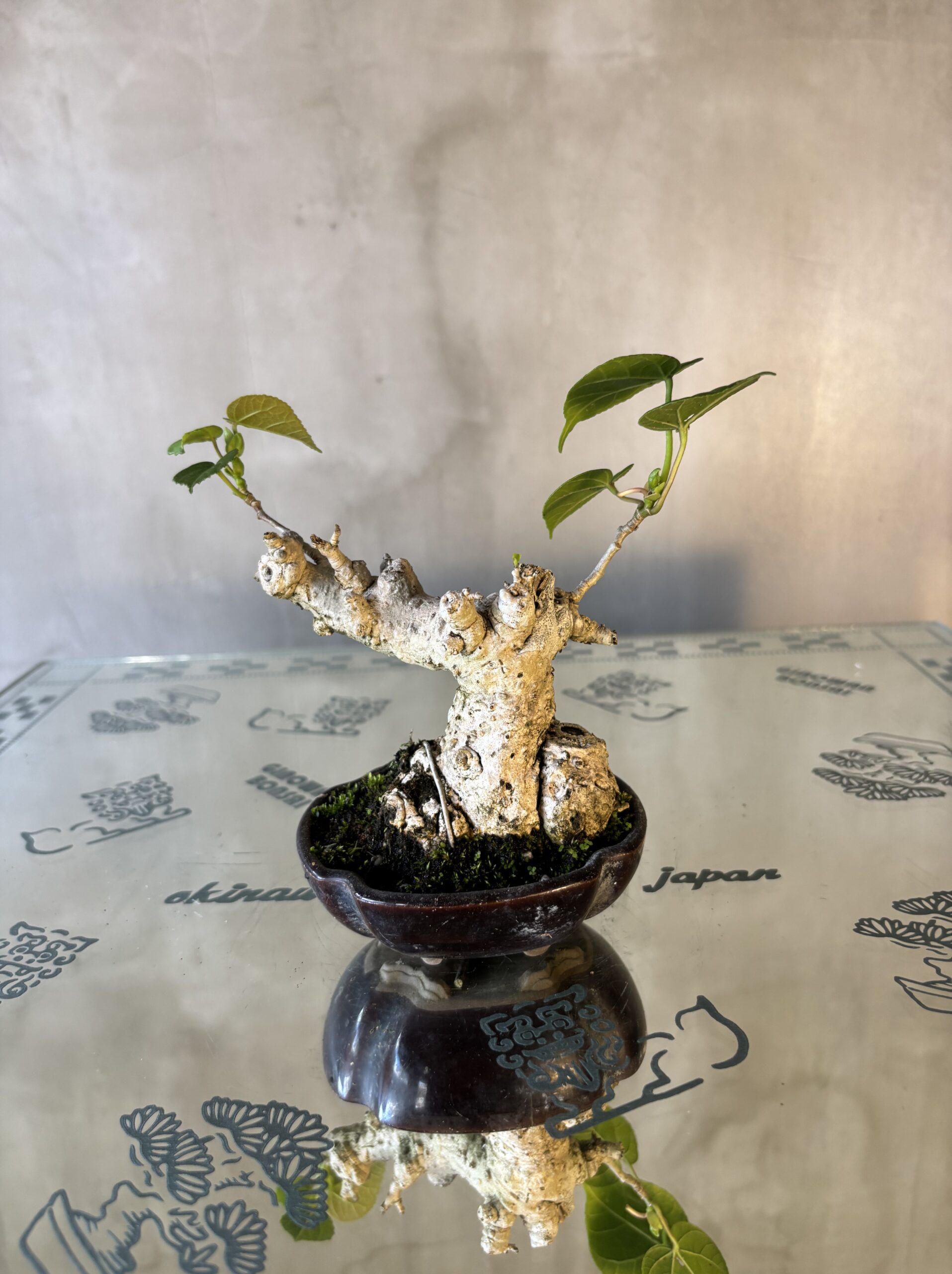 オオハマボウ（ユウナ） - Ginowan Bonsai