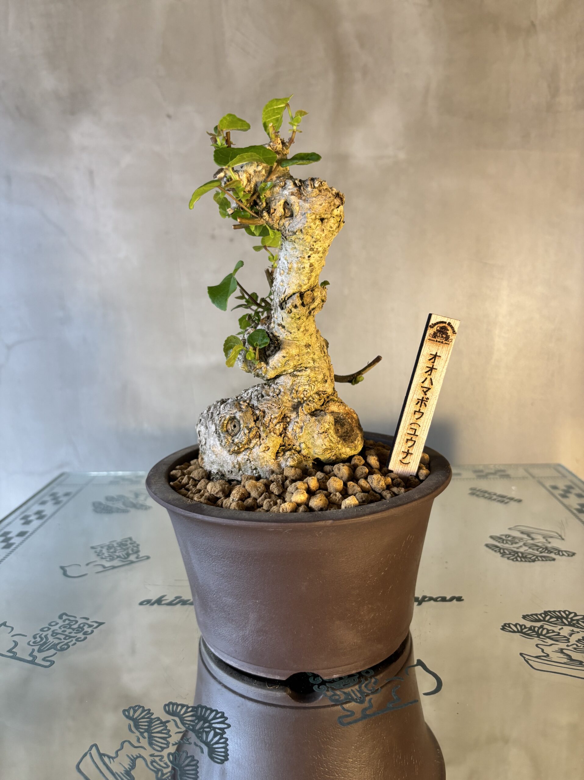 オオハマボウ（ユウナ） - Ginowan Bonsai