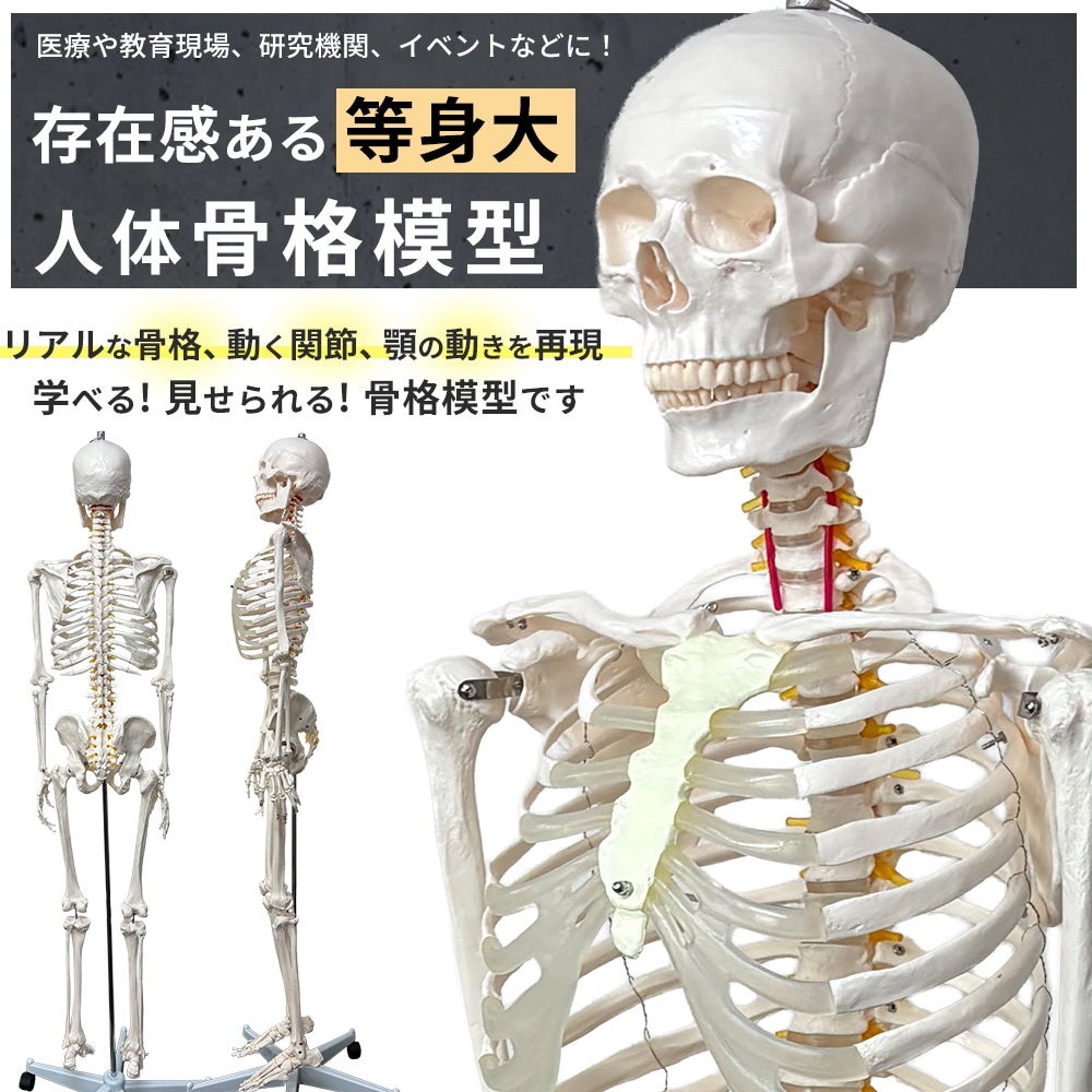 人体模型 骨格模型 等身大 全長177cm 骨格標本 人体骨格模型 吊り下げ