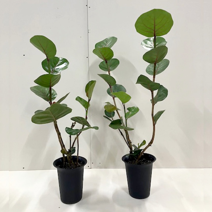 観葉植物 シーグレープ M 7号 ハマベブドウ おしゃれ 植物 室内 園芸