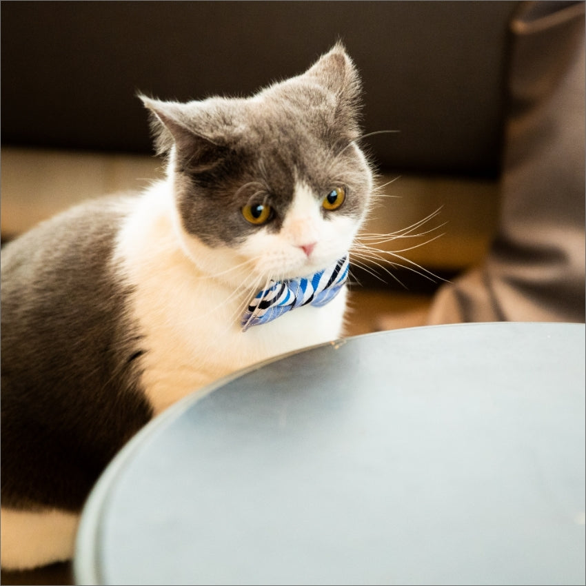 デートくらいするよ｜猫のための蝶ネクタイ（ハーフサッカーレジ