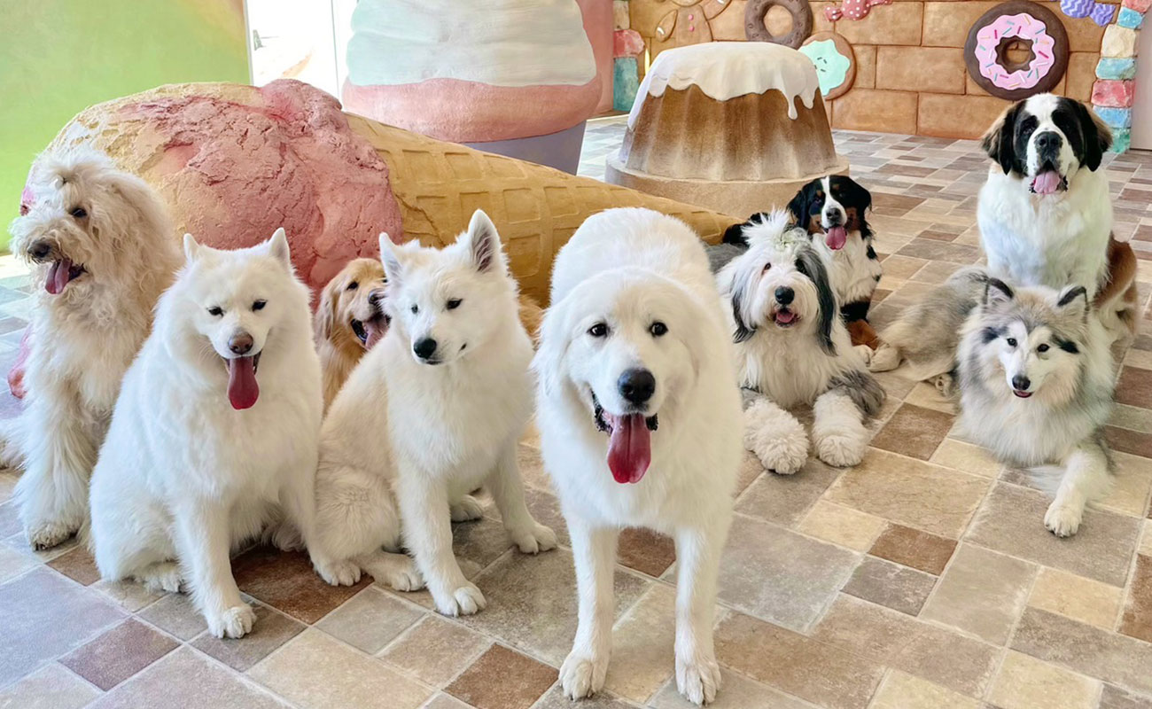 プラン & 予約 - 大型犬カフェ GRAND MOU《ぐらんむー》 | 千葉県