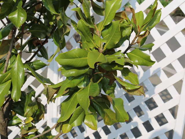 タイサンボク矮性/リトルジェム 苗木 販売 トオヤマグリーン