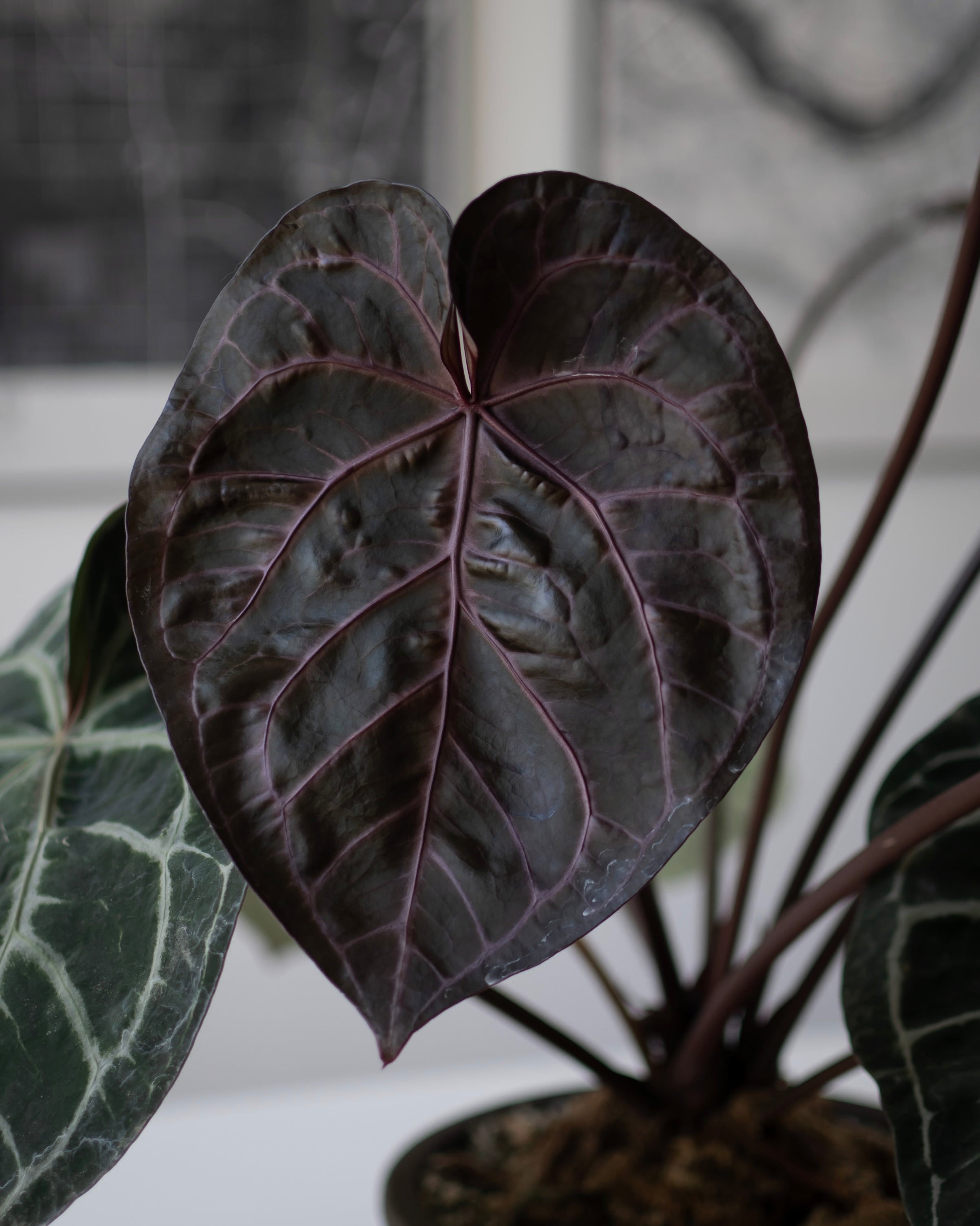 NSE Anthurium Carlablackiae X Tezula Anthurium Red Crystallinum