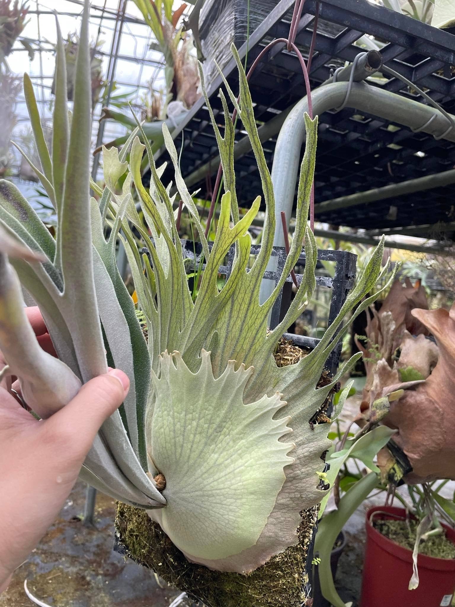 Platycerium Veitchii Auburn River Spore - Grow Your Own – HCorchids