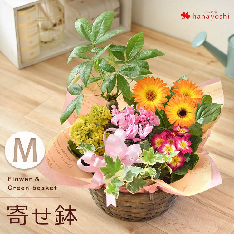 モリヒロ園芸さんの 季節の鉢花 ロングライフハイビスカス in