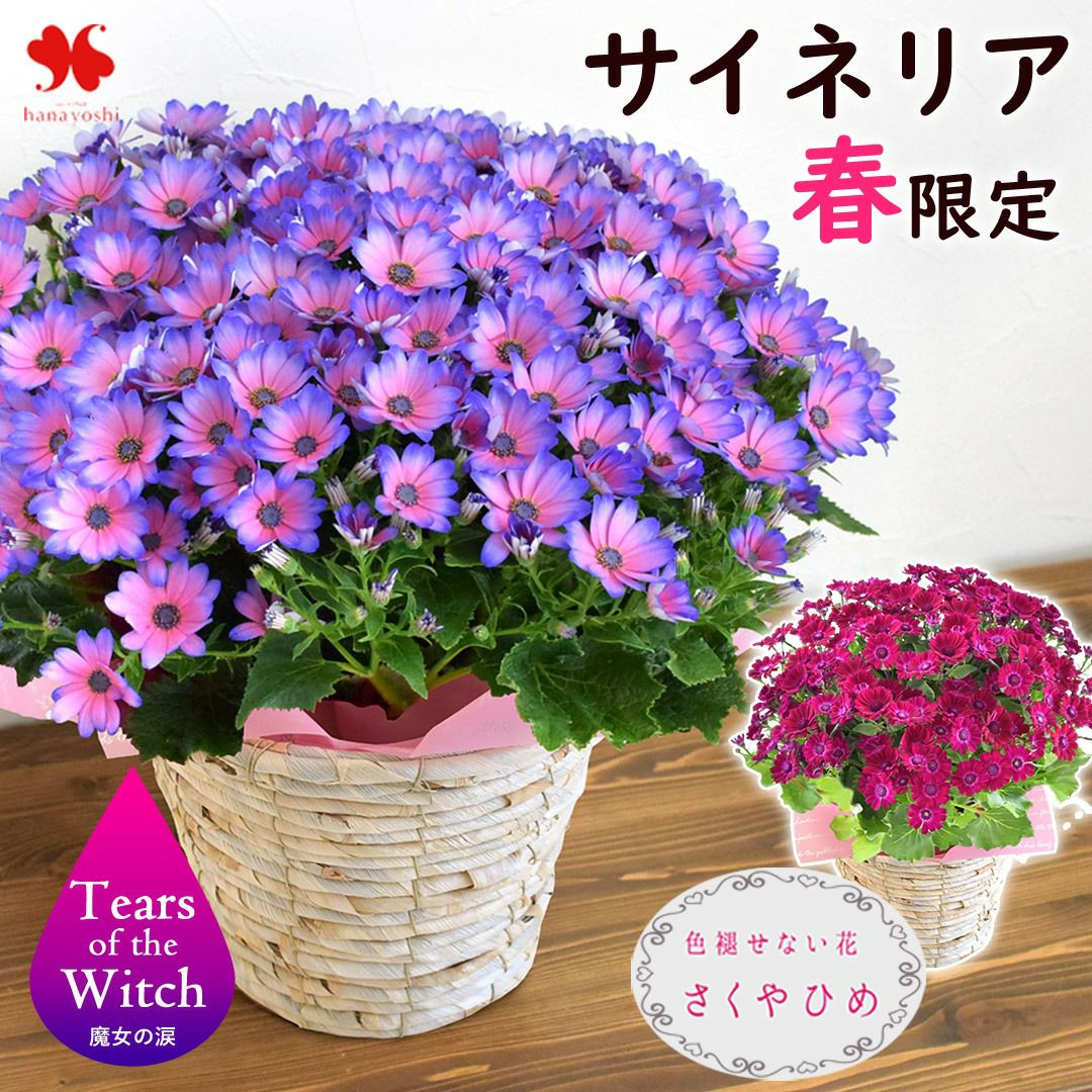 モリヒロ園芸さんの季節の鉢花 送料無料 プレミアム サイネリア ティア