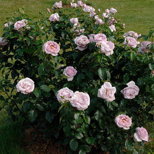 ローズシナクティフ – はなはなショップ