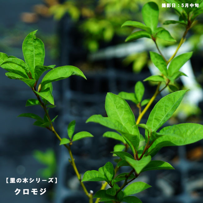 クロモジ 苗 通販 苗木部 By 花ひろばオンライン