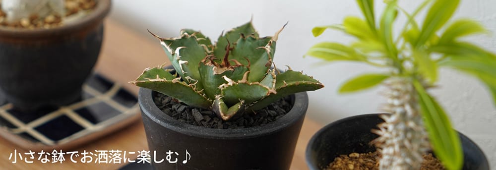 アガベ おまかせ3苗セット 2号ポット苗