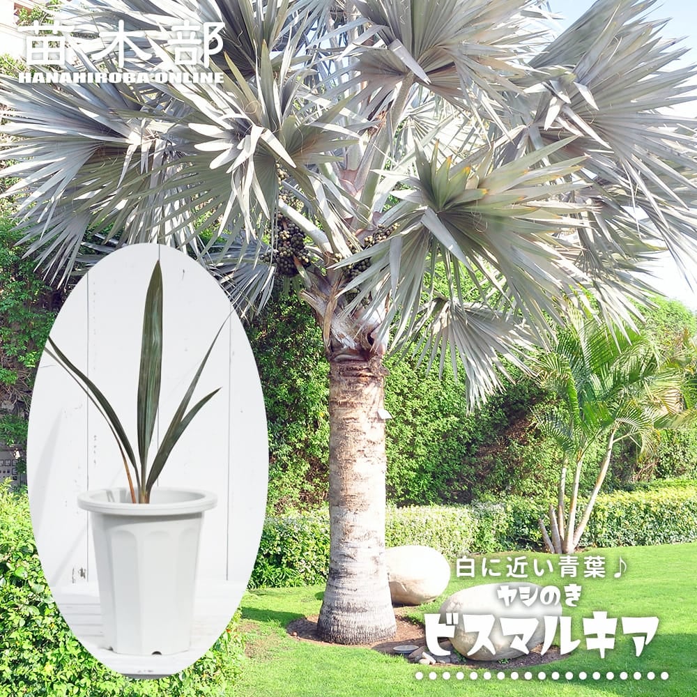 アガベ おまかせ5苗セット 2号ポット苗