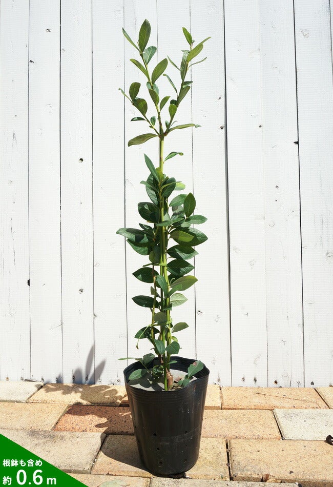 000000004101-02.jpg?size=l&w=