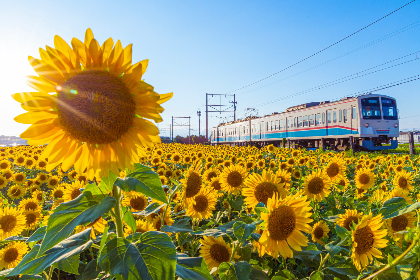 まるで絵画のような夏の一幕 〜東近江市「山梶農園」のひまわり畑