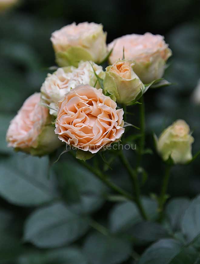 バラ アンティーク レース｜ROSE Antique Lace｜花の手帖のwebバラ図鑑