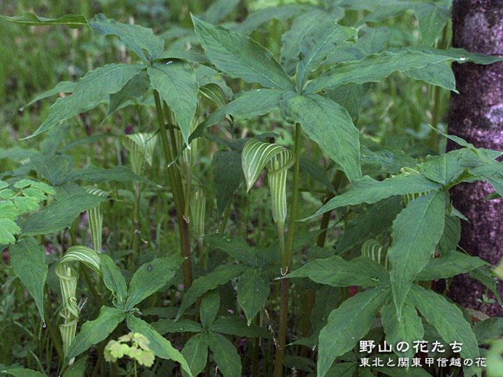 ヒロハテンナンショウ - 野山の花たち 東北と関東甲信越の花