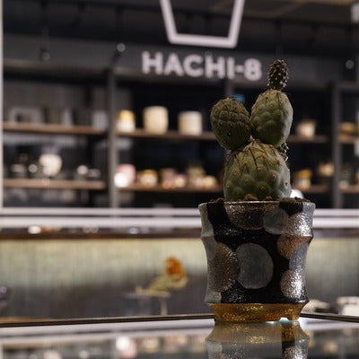 作家鉢販売】実店舗を利用するメリットは？作家鉢の選び方や購入方法