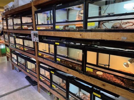 爬虫類倶楽部 大宮店