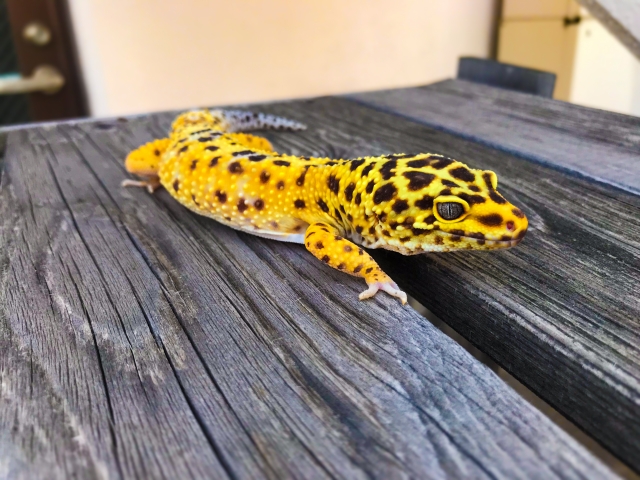 レオパ（ヒョウモントカゲモドキ）の飼い方！特徴や種類、掃除、病気