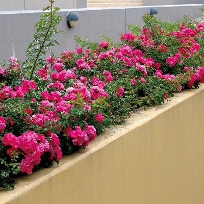 フラワーカーペット® ローズ | 株式会社ハクサン｜花や植物、園芸資材