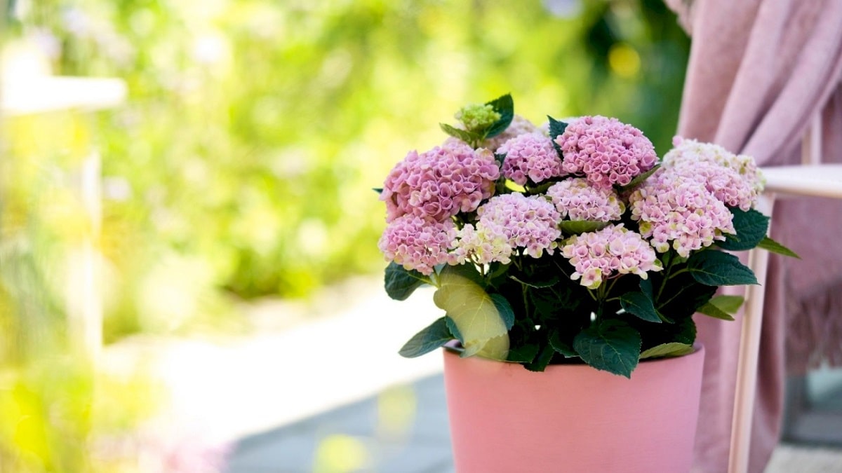 ハイドランジア マジカル レボリューション | 株式会社ハクサン｜花や