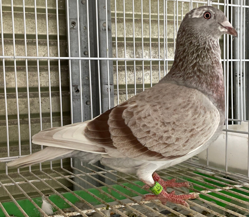 レース鳩モールオークション - 出品鳩「23LC07922 RCW
