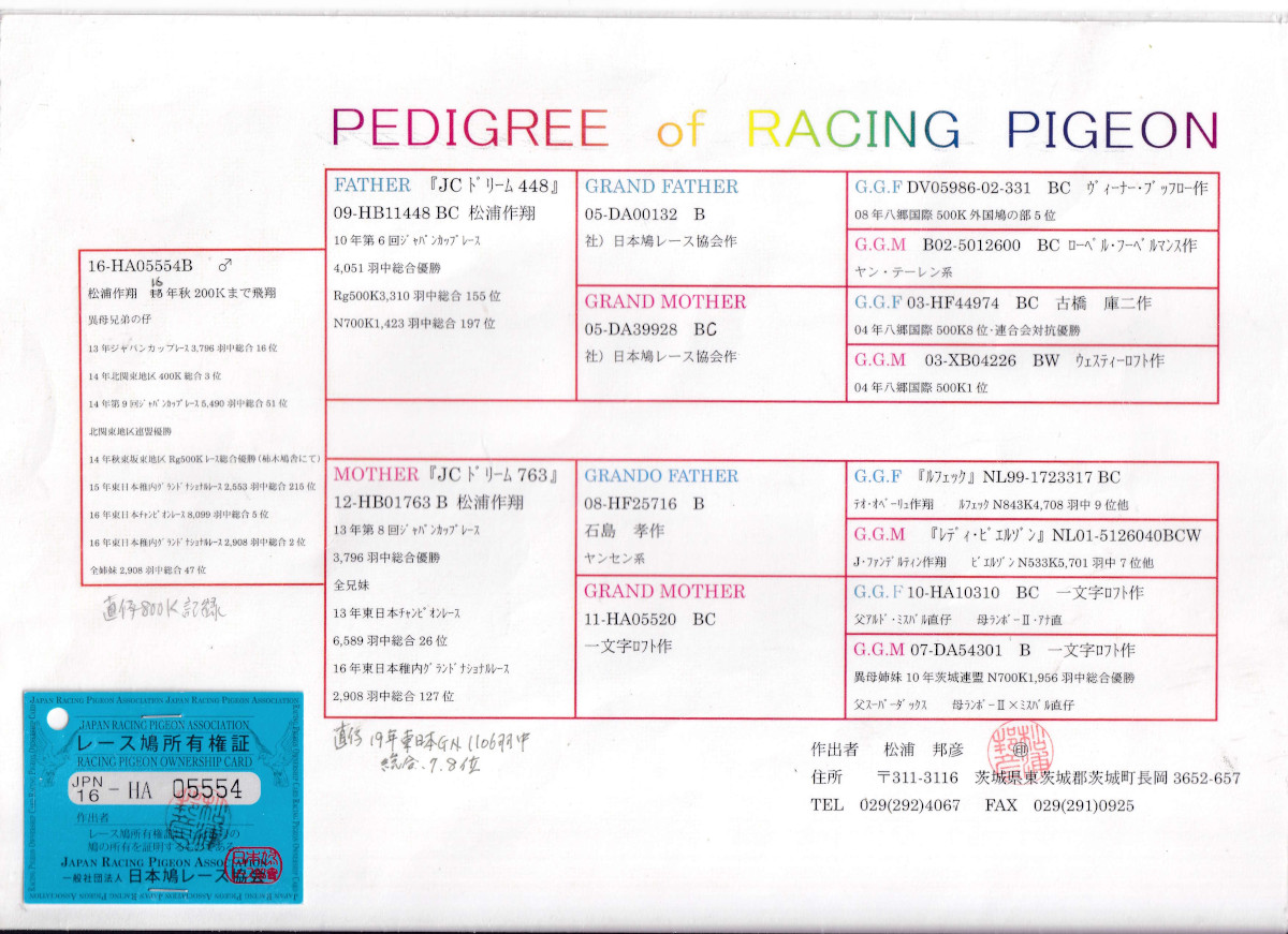 レース鳩モールオークション - 出品鳩「16HA055554 B