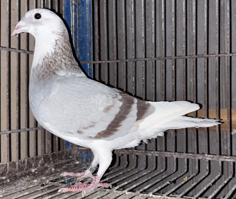 レース鳩モールオークション - 出品鳩「25XB03763 SW