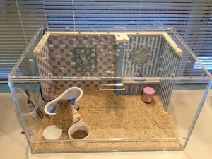 ハリネズミさんの飼育方法～ケージはどれがいい？～ ハリネズミ専門