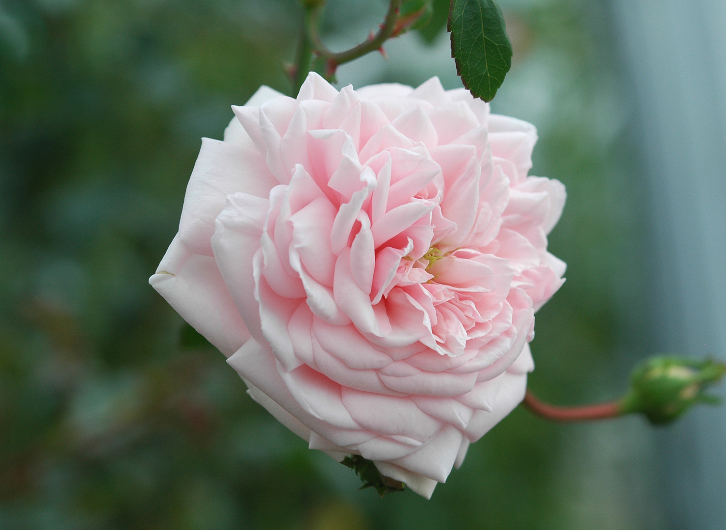 アウェイクニング – Awakening | 姫野ばら園八ヶ岳農場