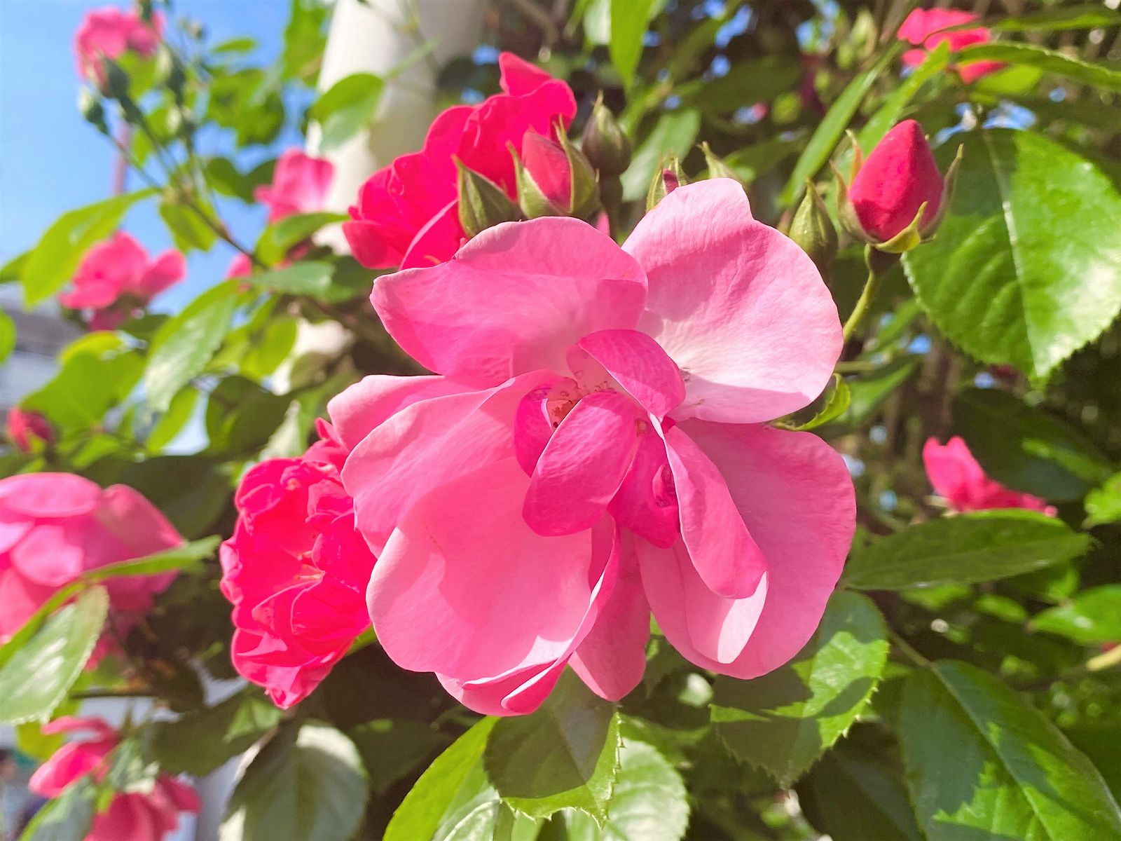 東灘・山手幹線沿いにある「本山街園 バラ園」のバラが見頃を迎えた