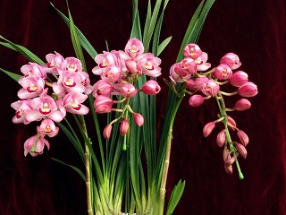 特選】 シンビジューム 苺の雫 アーチ 7寸7本立ち 特選