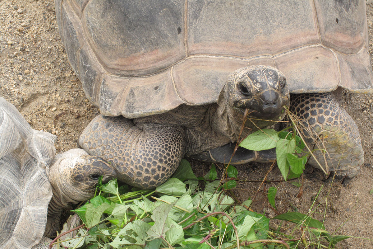 アルダブラゾウガメ - 平川動物公園公式サイト