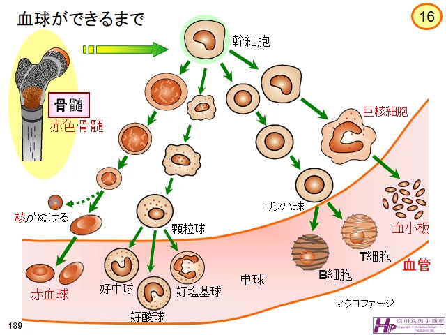 動画マスター 機能形態学 動画リスト
