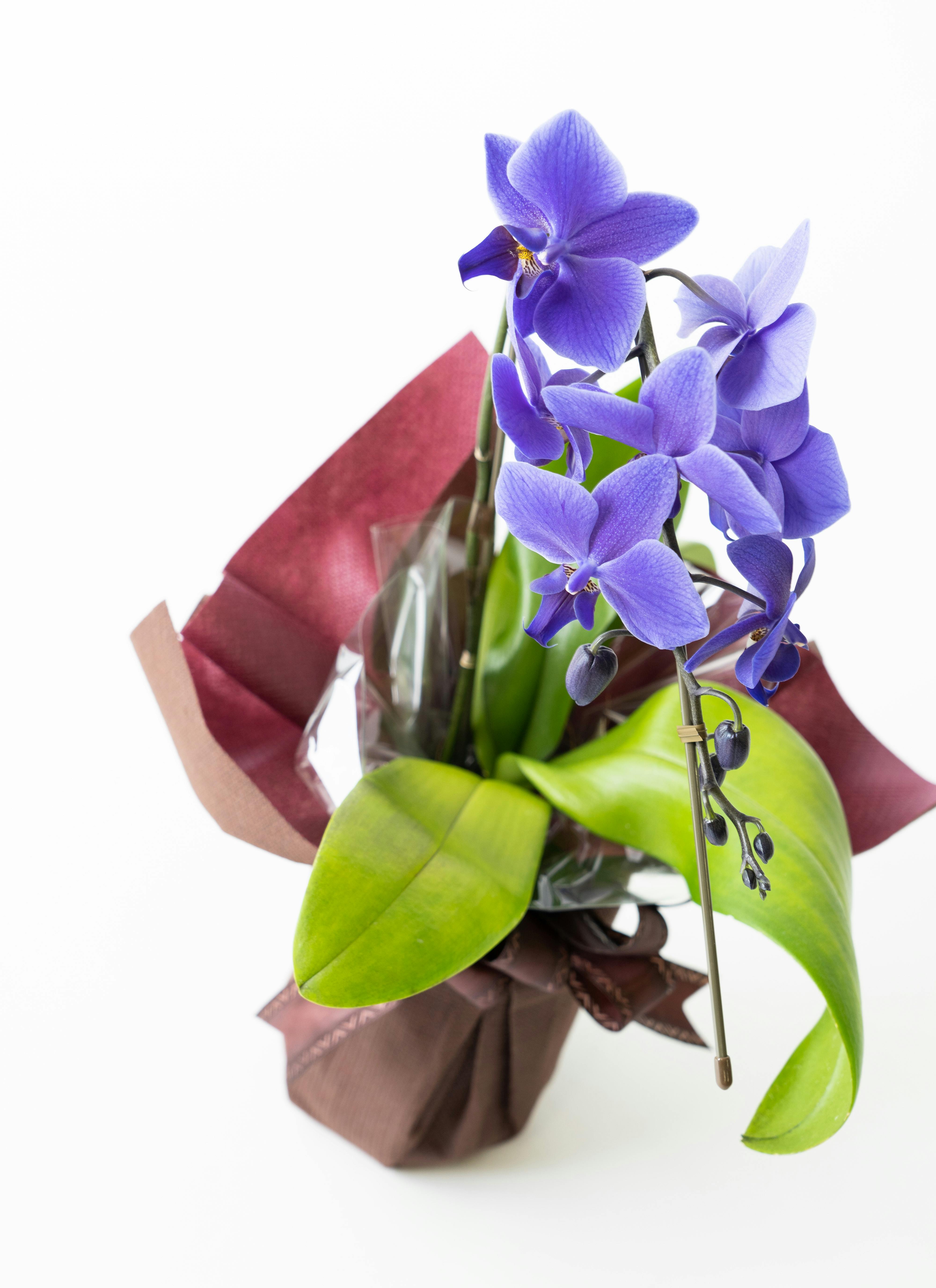 ミディ胡蝶蘭 Blue Gene（ブルージーン）1本立ち | 胡蝶蘭ならHitoHana