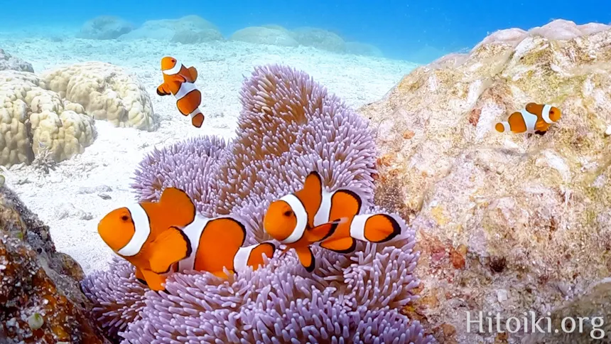 沖縄本島の人気シュノーケリング・ダイビングスポット「山田ポイント