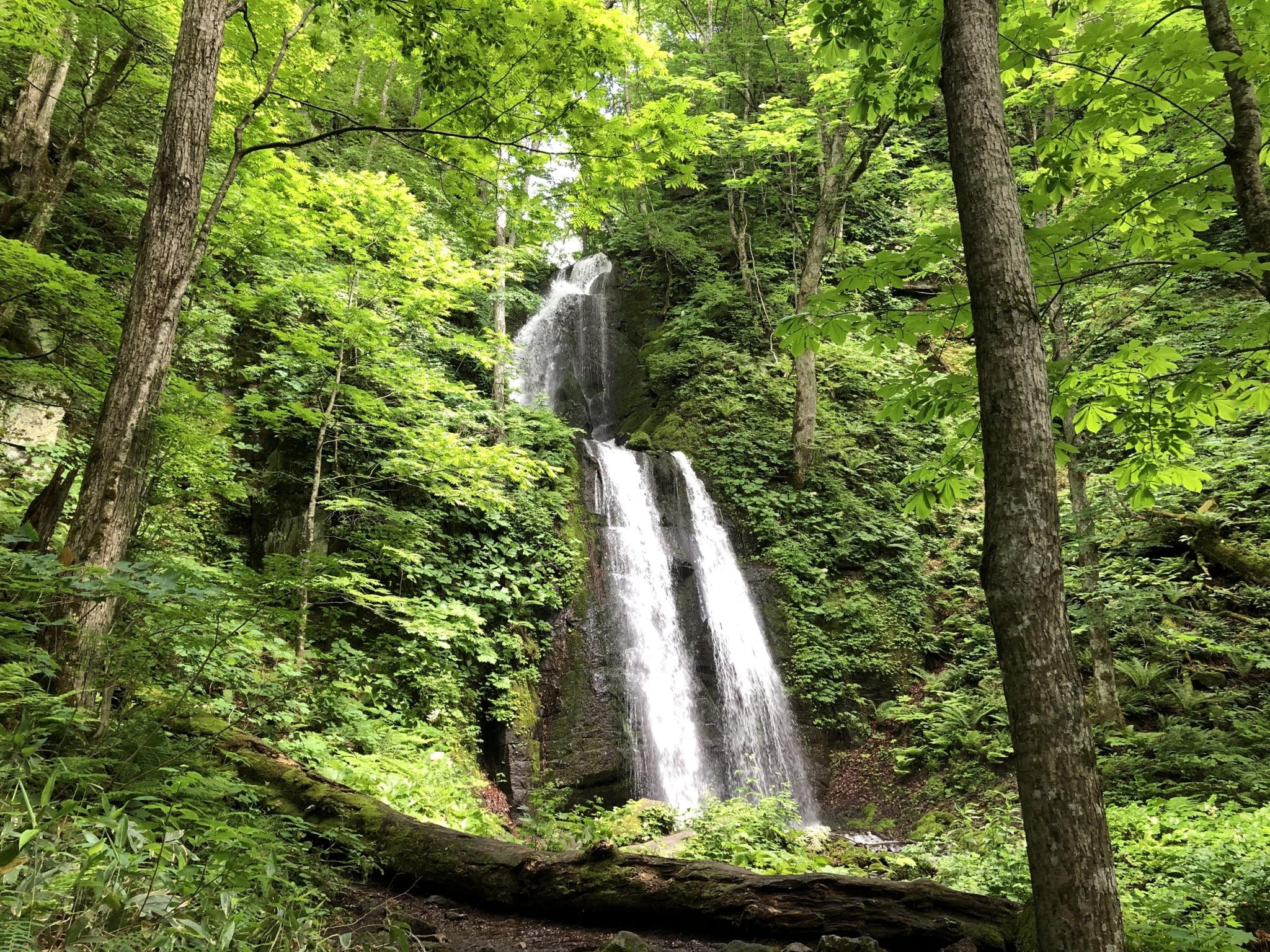 奥入瀬渓流〔子ノ口〕Cコース（片道）7,500円