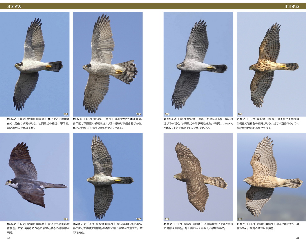 識別ガイド 日本の猛禽類 タカ・ハヤブサ類＞ 入荷しました！: 営業日