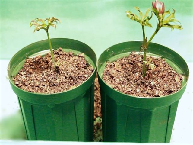 クリスマスローズの株分けのやり方｜ガーデニング｜趣味時間