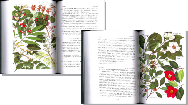 原色日本植物図鑑 木本編 1 | 保育社