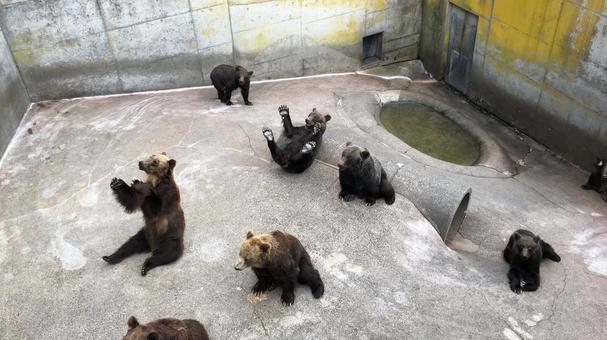北海道に行くなら本物のクマが見たい！安全にヒグマに会えるお勧め