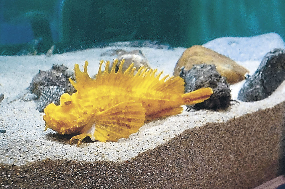 縁起いい」金色オコゼ魚津水族館 7並びの日、展示開始｜地域｜富山の