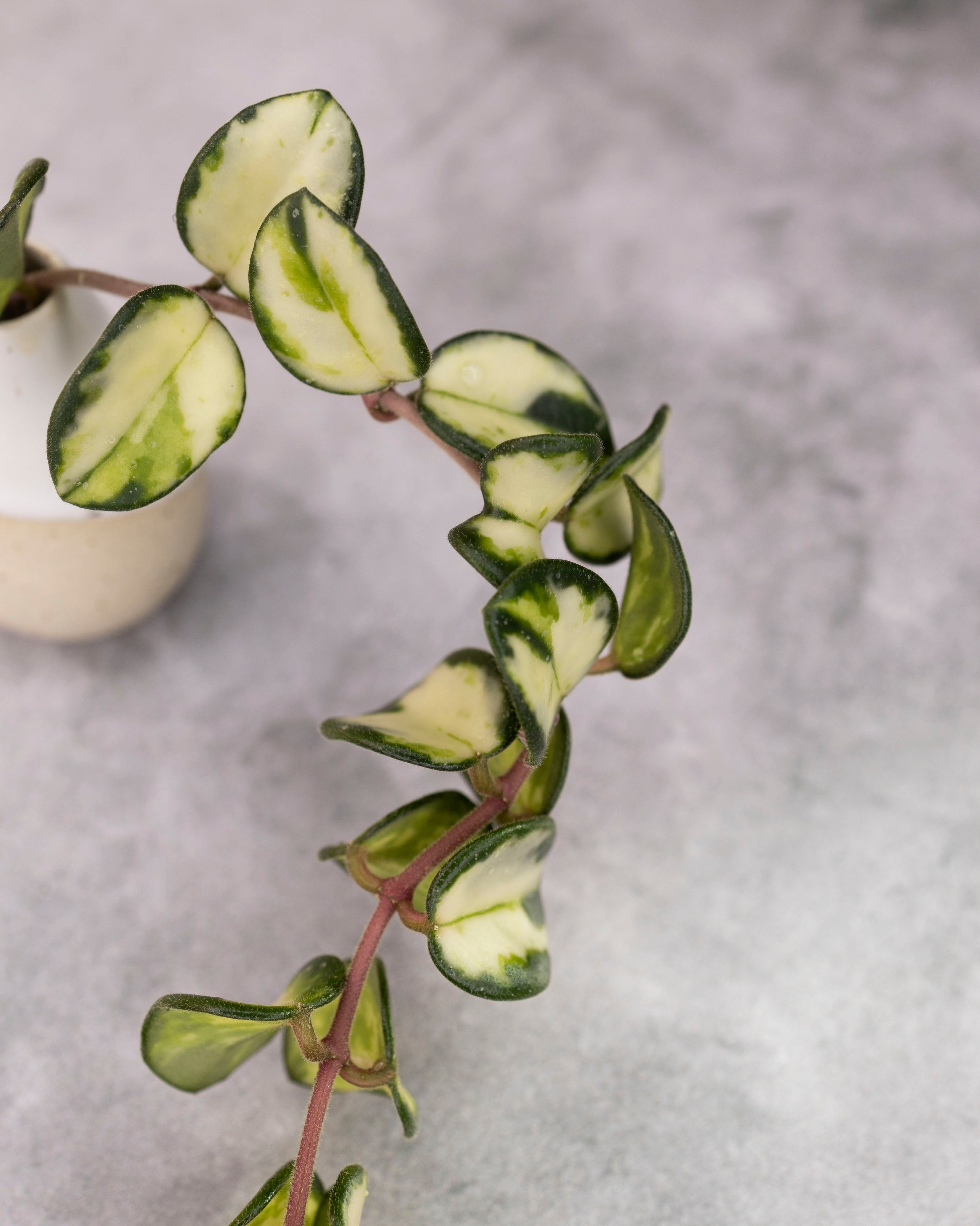 Hoya 'Mathilde' (variegated) – Hoya Cuttings