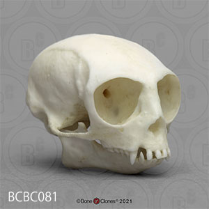 ピグミーマーモセット頭蓋骨模型 bcbc081｜動物の頭蓋骨模型