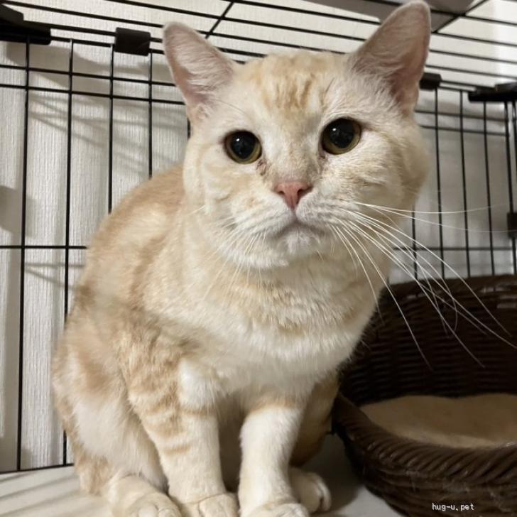 猫の里親募集】東京都・マンチカン・困り顔が可愛いクリーム色の