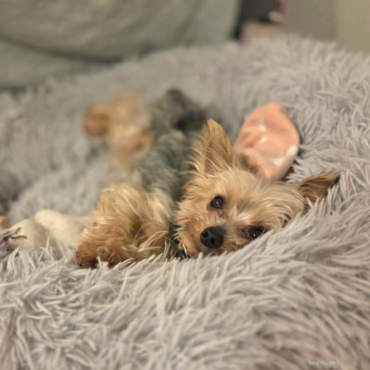 犬の里親募集】神奈川県・ヨークシャーテリア・ワンプロ激しめ女子の