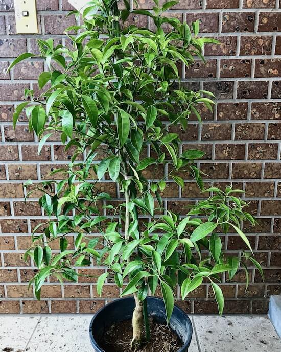 湘南ゴールドの苗木をゲット | 古びた家