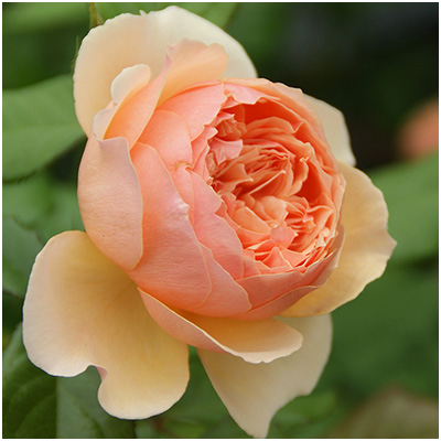 相原バラ園 / マソラ（真宙）（禅ローズ）【冬苗】