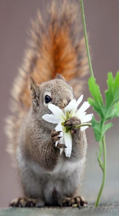 87 件の「リスさん♡ Squirrel」のアイデアを今すぐ保存 | リス