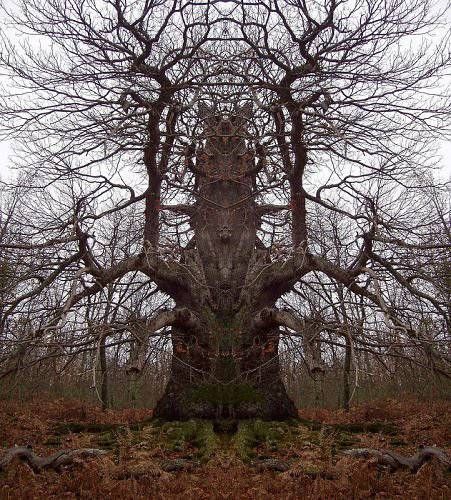 Чудо-дерево(不思議な木)

幼児用絵本　洋書 奇妙で不思議な樹木の世界 | 英国王立園芸協会, ジェン・グリーン