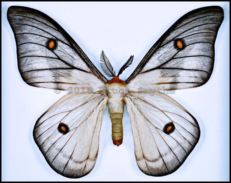 Ceranchia Apollina(Ghostly Silkmoth) -Male